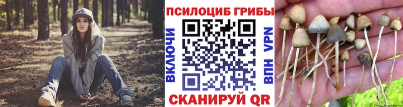 Галлюциногенные грибы Psilocybe  Купить закладки  Кушва 